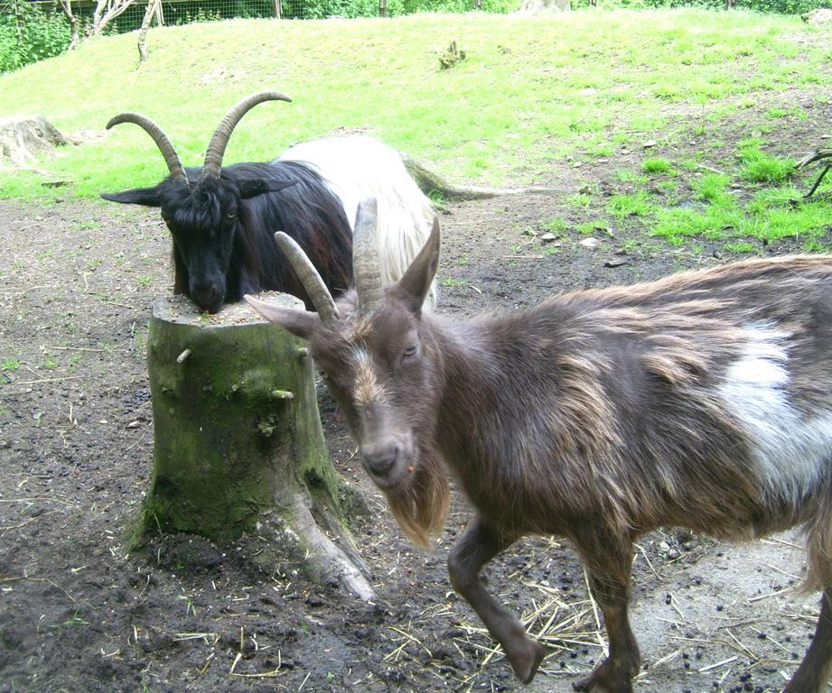 Farm Stay Heidehof Hellenthal Dış mekan fotoğraf