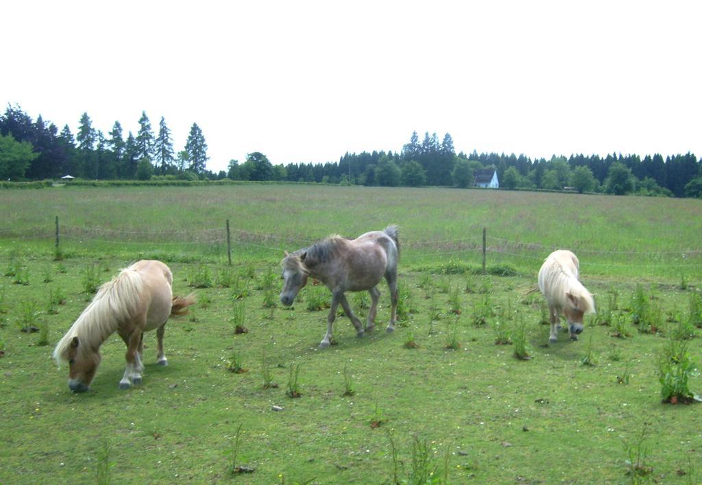 Farm Stay Heidehof Hellenthal Dış mekan fotoğraf