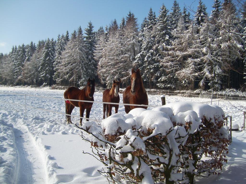 Farm Stay Heidehof Hellenthal Dış mekan fotoğraf